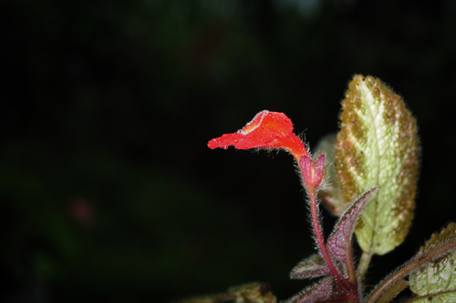 Image of Episcia cupreata by (c) Oscar Marín, some rights reserved (CC BY-SA)