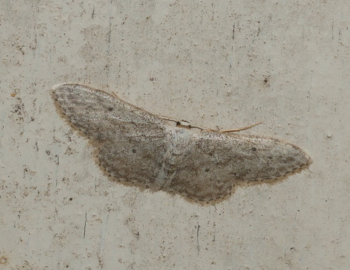 Small Dusty Wave, 6721 Bennekom, Nederland, photo 9 of 10