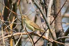 Locustella lanceolata