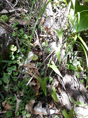 Calystegia marginata