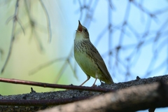 Locustella lanceolata