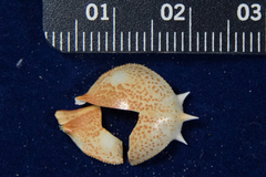 Persephona aquilonaris