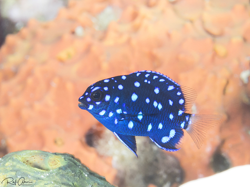Yellowtail Damselfish