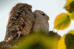 Great Potoo photo 3