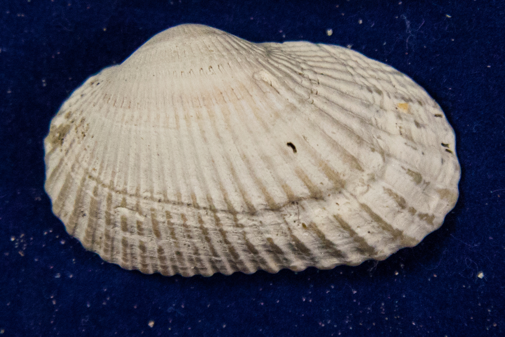 Transverse Ark Clam (Marine Shells of Fort Pickens, Gulf Islands