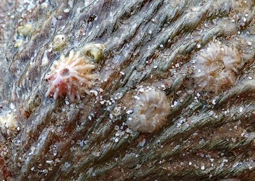 Notobalanus vestitus