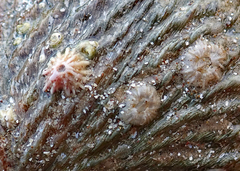 Notobalanus vestitus