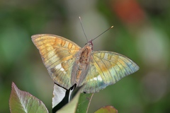 Euthalia pacifica