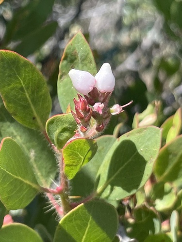 otay manzanita (Arctostaphylos otayensis)