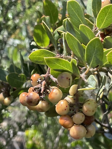 Arctostaphylos otayensis, photograph 2
