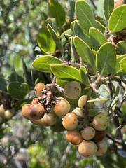 Arctostaphylos otayensis, photograph (c) Sula Vanderplank, some rights reserved (CC BY)