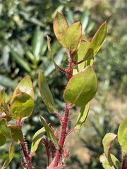 Arctostaphylos otayensis, photograph (c) Sula Vanderplank, some rights reserved (CC BY)