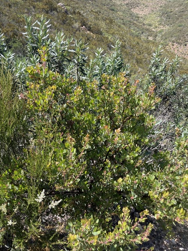 Arctostaphylos otayensis, photograph 4