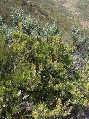 Arctostaphylos otayensis, photograph (c) Sula Vanderplank, some rights reserved (CC BY)