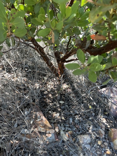 Arctostaphylos otayensis, photograph 5
