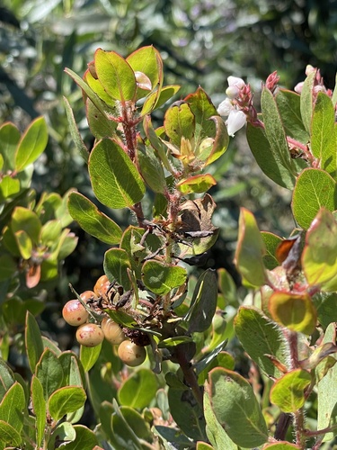 Arctostaphylos otayensis, photograph 6