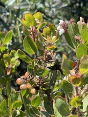 Arctostaphylos otayensis, photograph (c) Sula Vanderplank, some rights reserved (CC BY)
