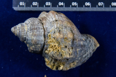 Stramonita canaliculata