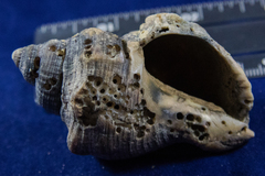 Stramonita canaliculata