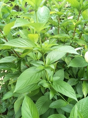 Mussaendeae