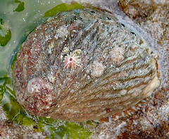 Notobalanus vestitus