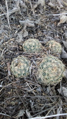 Coryphantha radians