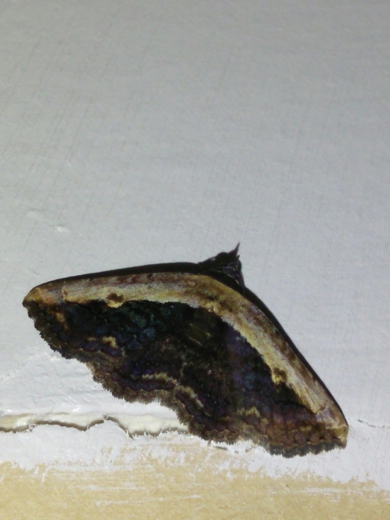 Pale-edged Selenisa