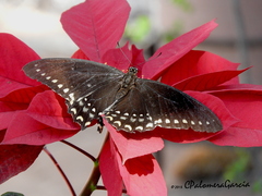 Papilio menatius morelius
