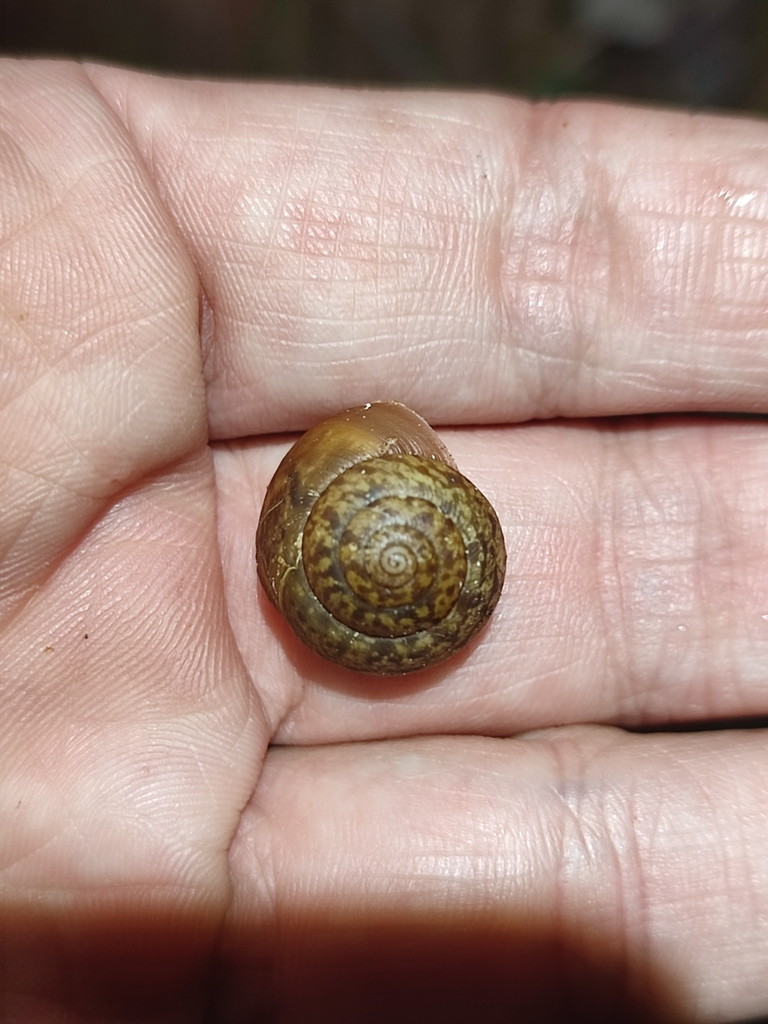 Cyrnotheba