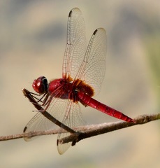 Urothemis signata insignata