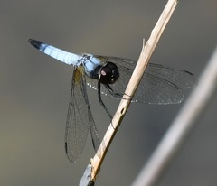 Aethriamanta gracilis