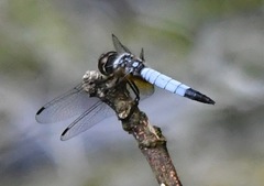 Aethriamanta gracilis