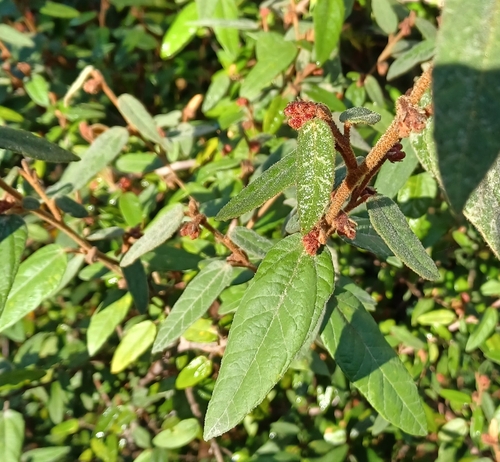 Image of Lasiopetalum macrophyllum by (c) Peter Crowcroft, some rights reserved (CC BY)
