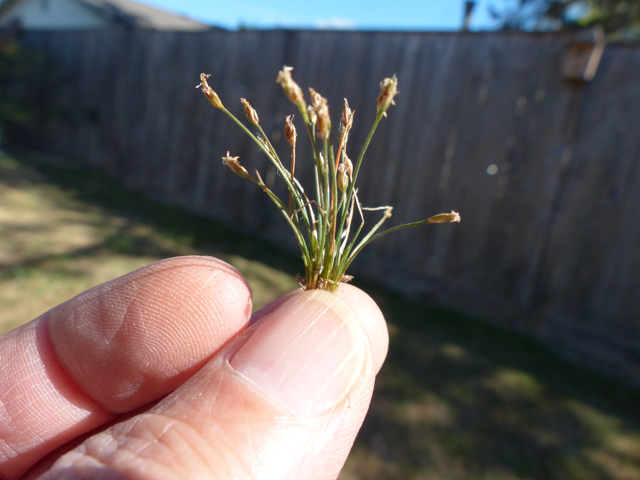 Eleocharis bella