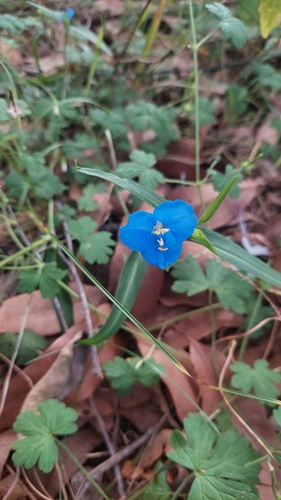 Image of Commelina lanceolata by (c) murrayoke, some rights reserved (CC BY)
