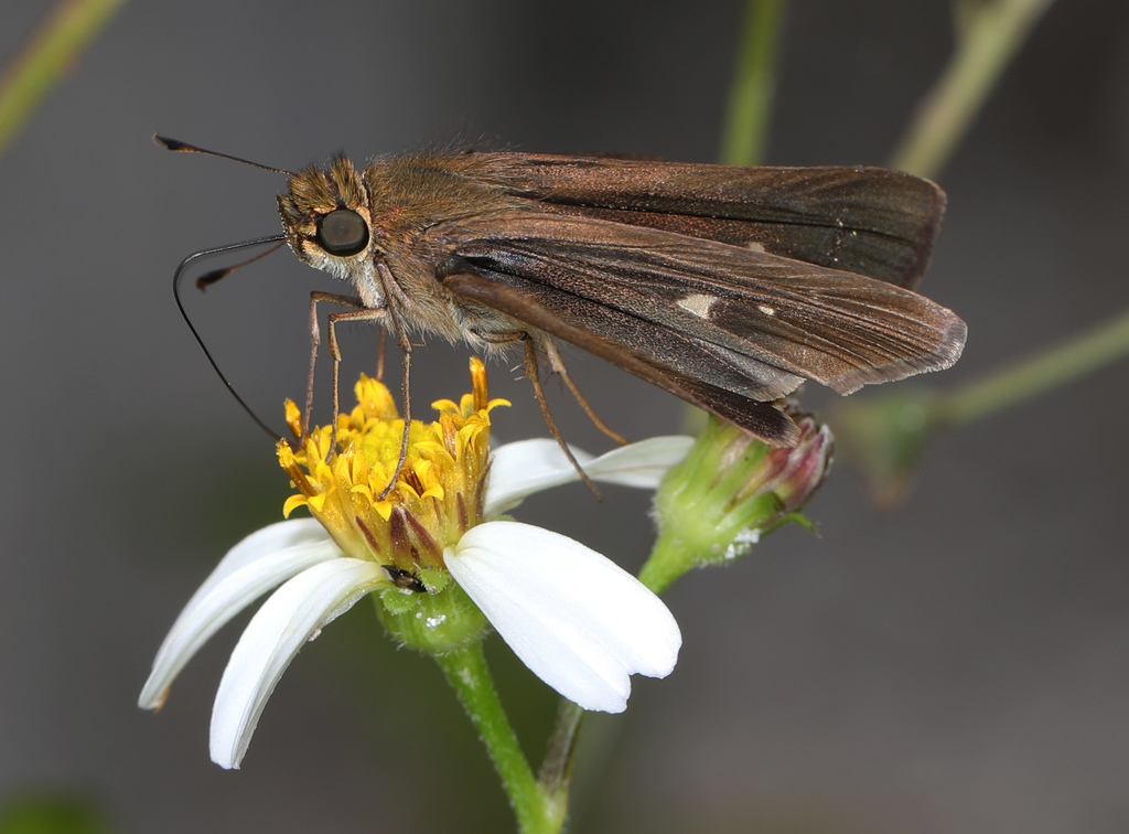 Ocola Skipper