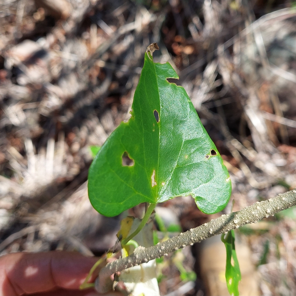 Tinospora smilacina; photograph murrayoke, CC BY, iNaturalist via GBIF