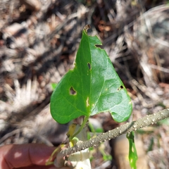 Tinospora smilacina