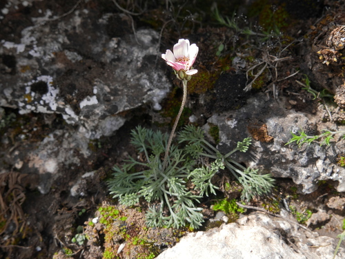 Rhodanthemum arundanum
