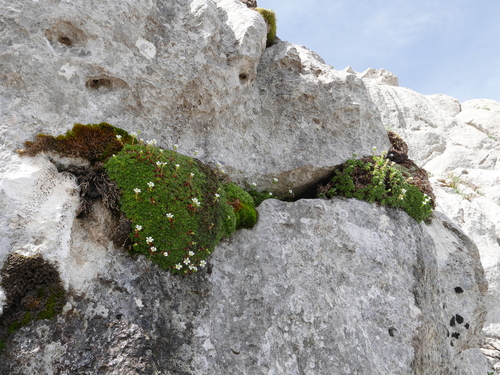 Saxifraga camposii