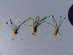 Eleocharis bella