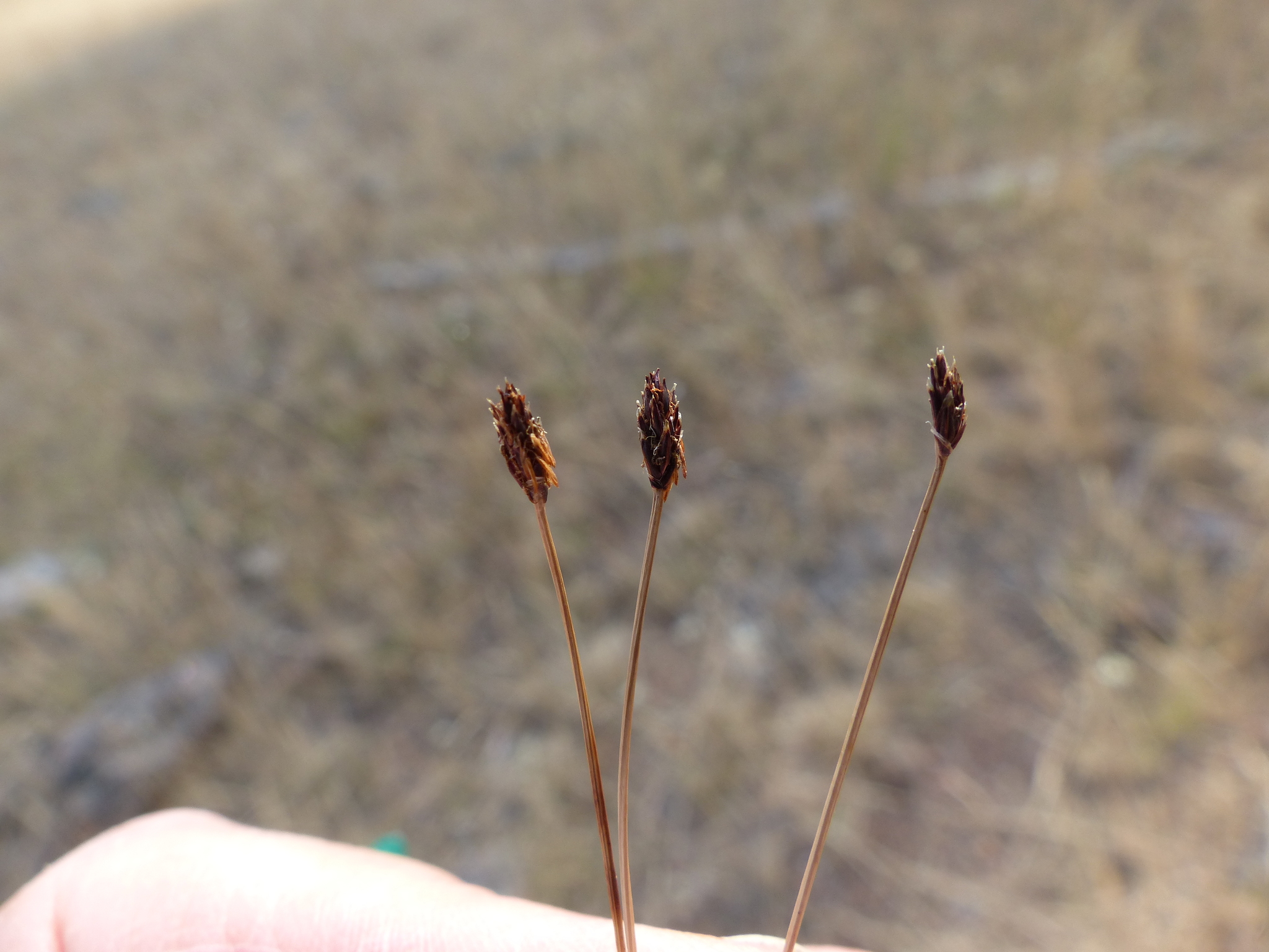 Eleocharis bolanderi