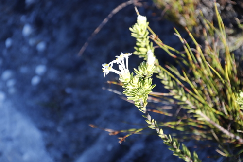Image of Gnidia tomentosa by (c) Tony Rebelo, some rights reserved (CC BY-SA)