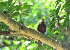 Macropygia tenuirostris