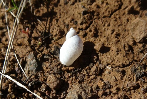 Succinea macgillivrayi, 2023-06-14