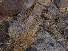 Eleocharis bolanderi