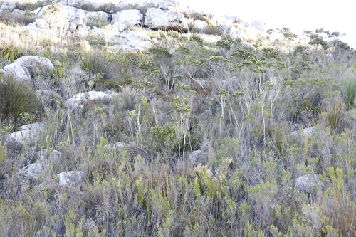 Image of Aspalathus capitata by (c) Tony Rebelo, some rights reserved (CC BY-SA)