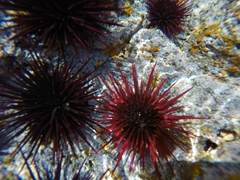 Echinometra insularis