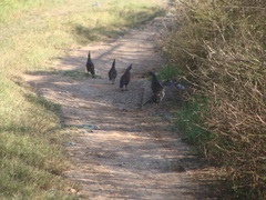 Callipepla douglasii