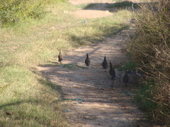 Callipepla douglasii